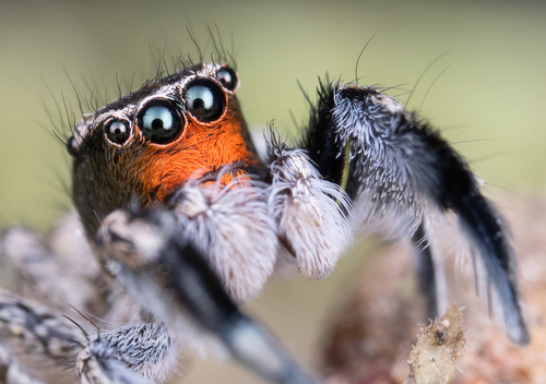 Hirsute Paradise Spider
