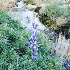 Lupinus excubitus