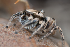 Habronattus clypeatus