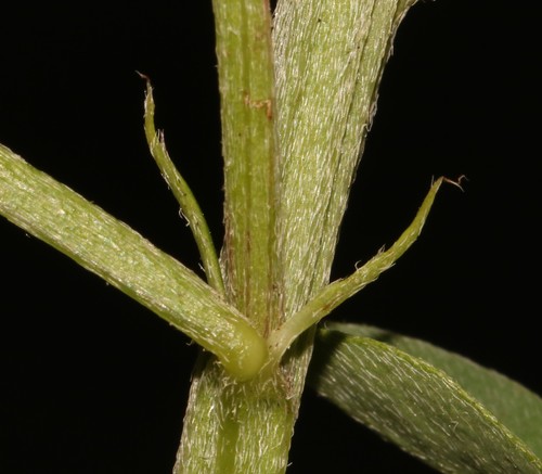 Image of Indigofera porrecta by (c) Brian du Preez, some rights reserved (CC BY-SA)