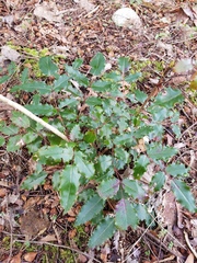 Berberis aquifolium