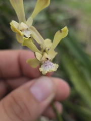 Encyclia guatemalensis