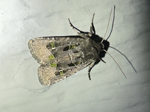 Bristly Cutworm Moth photo 6