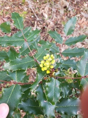 Berberis aquifolium