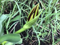 Crinum ornatum image