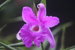 Sobralia macrantha