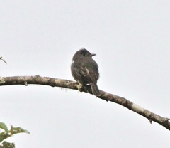 Contopus fumigatus