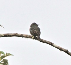 Contopus fumigatus
