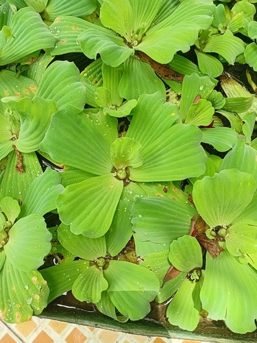 Water Lettuce