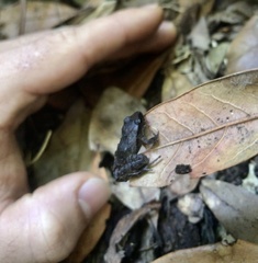 Craugastor podiciferus