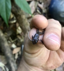 Craugastor podiciferus