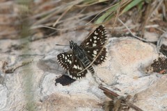 Ernsta colotes transvaaliae