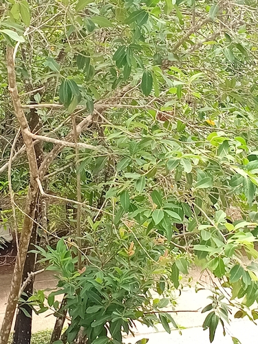 Java plum