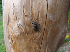 Oxymirus cursor