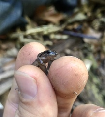 Craugastor podiciferus