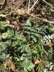 Geum vernum