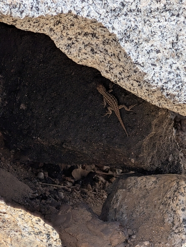 iNaturalist observation photo of Common Sagebrush Lizard