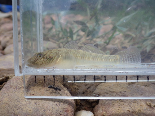 Amur Goby