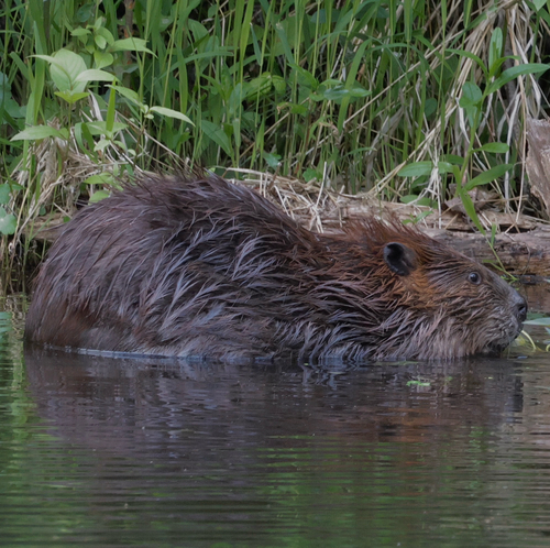 American Beaver photographed in Washington