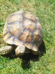 Centrochelys sulcata