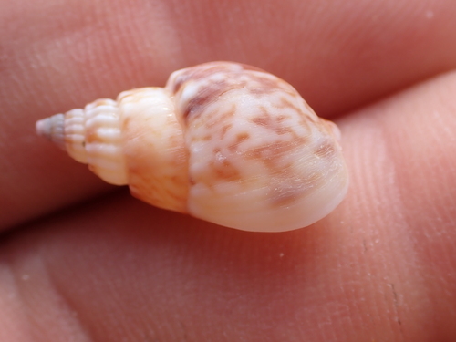 Nassarius spiratus, 2026-06-10