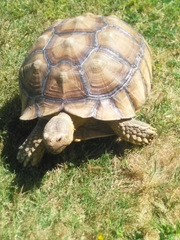 Centrochelys sulcata