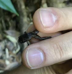 Craugastor podiciferus