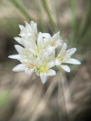 Allium textile, photograph (c) Arthur Whiting, some rights reserved (CC BY)