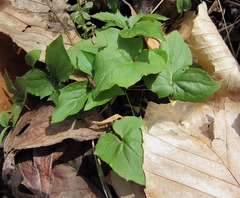 Viola palmata