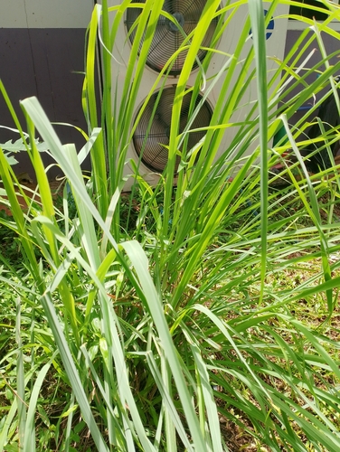 Lemon Grass