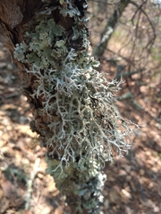 Pseudevernia consocians