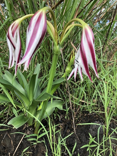 Crinum ornatum image