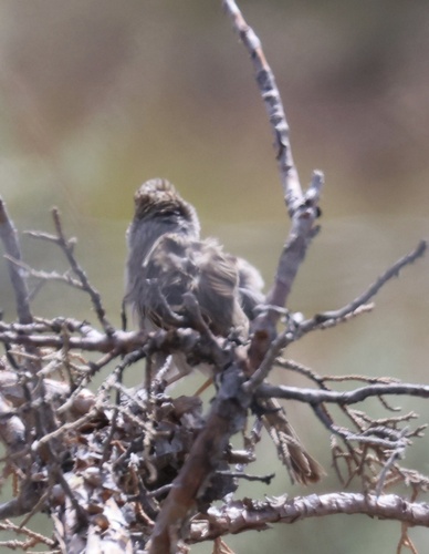 Brewer's Sparrow