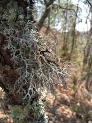 Pseudevernia consocians