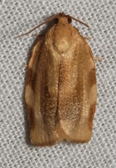 Choristoneura fractivittana