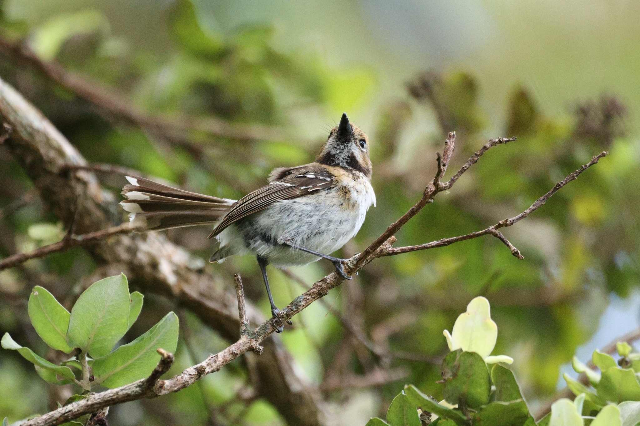 Oahu Elepaio (Chasiempis ibidis), photo 7
