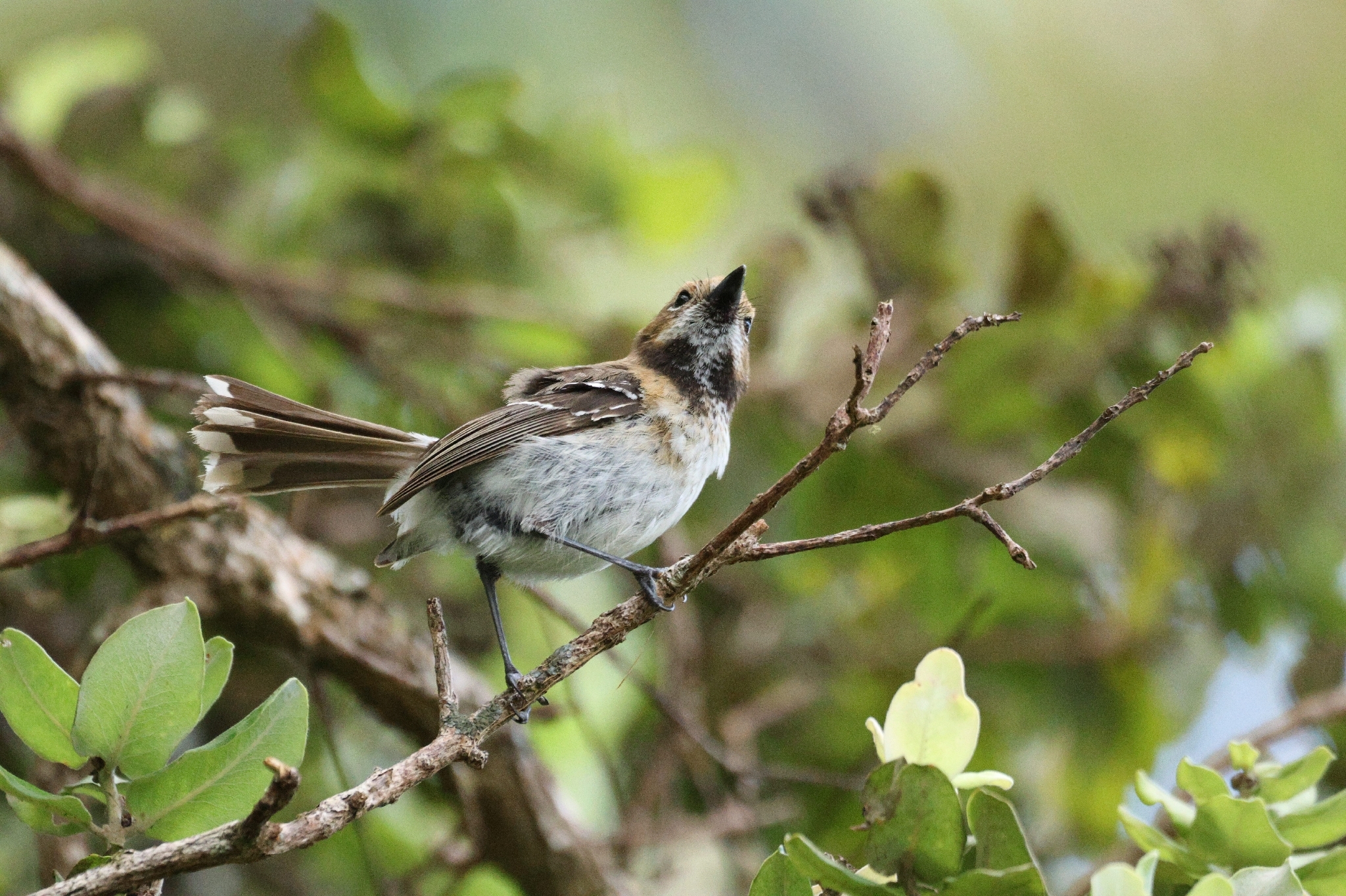Oahu Elepaio (Chasiempis ibidis), photo 8