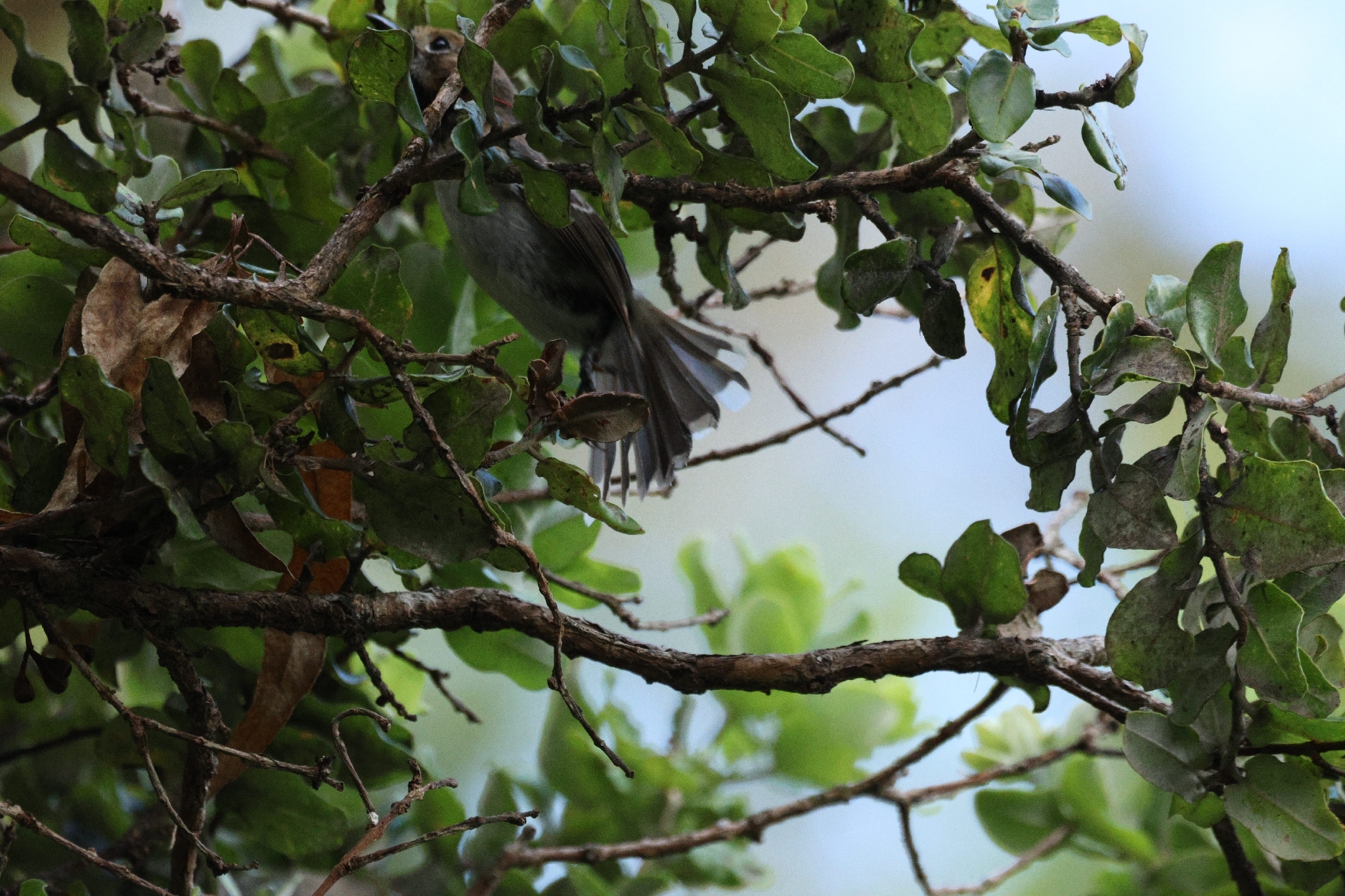 Oahu Elepaio (Chasiempis ibidis), photo 9