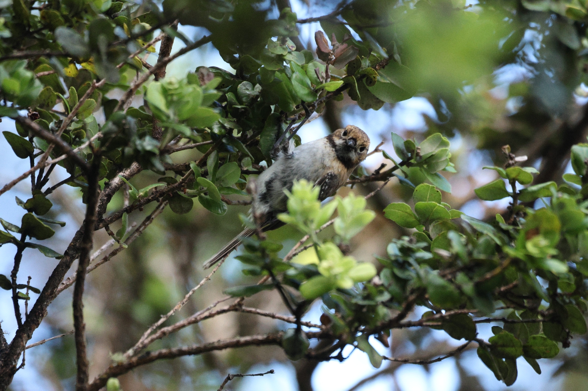 Oahu Elepaio (Chasiempis ibidis), photo 10