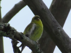 Spinus tristis image