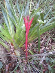Tillandsia punctulata