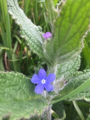 Pentaglottis sempervirens