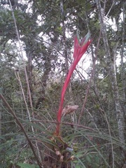 Tillandsia punctulata
