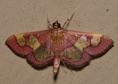 Colomychus talis