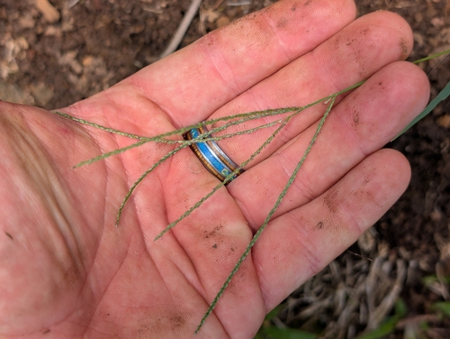 Digitaria violascens observed 2026-06-09