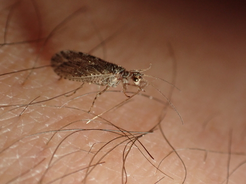 Micromus variolosus