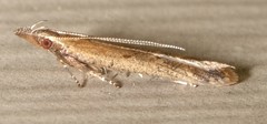 Dichomeris ligulella