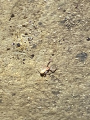 Alabamocreagris mortis