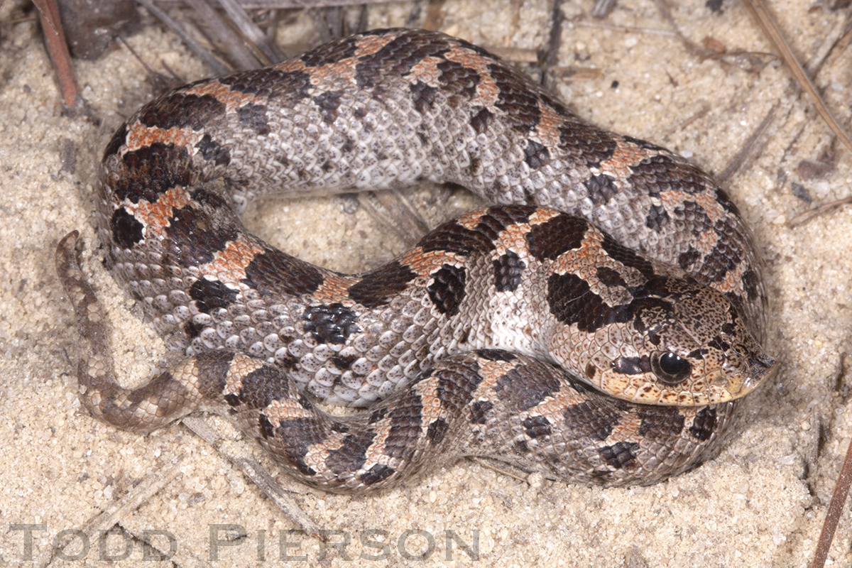 Young Southern Hognose Snake (Heterodon simus) playing dead