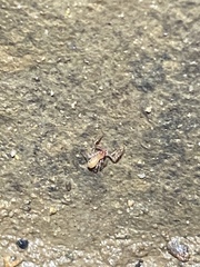 Alabamocreagris mortis